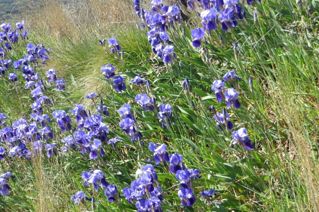 Irises (640x426).jpg